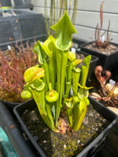 Photo de plante
