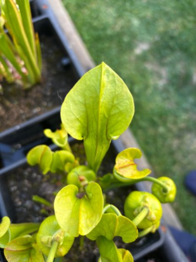 Sarracenia oreophila