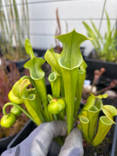 Plant photo