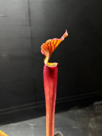 Sarracenia flava "Red form"