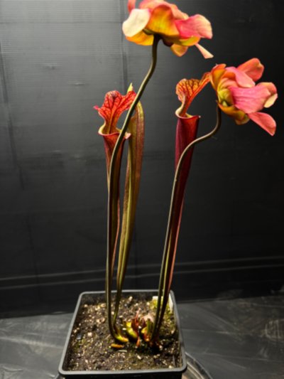 Photo de plante