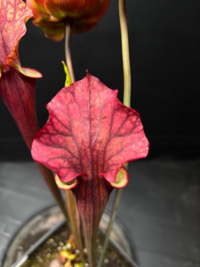 Sarracenia flava "Red form"