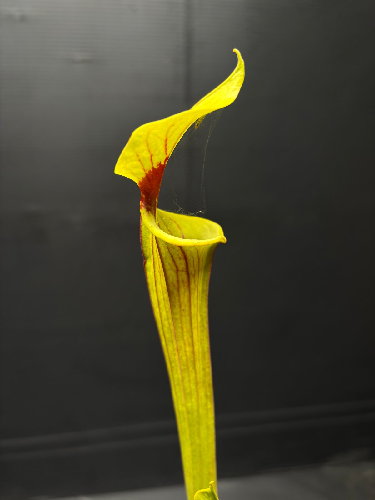 Contribution Image