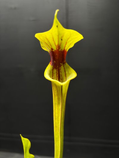 Photo de plante