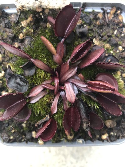 Dionaea muscipula "Red Periscope"