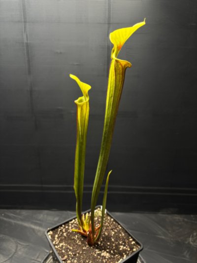 Plant photo