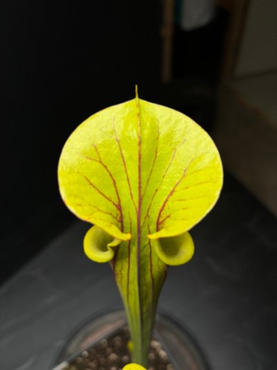 Sarracenia flava var. rubricorpora