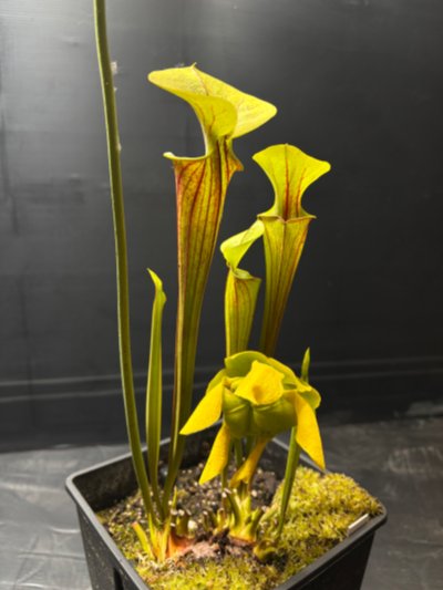 Photo de plante