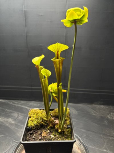 Sarracenia [flava var. rubricorpora x flava var. atropurpurea]