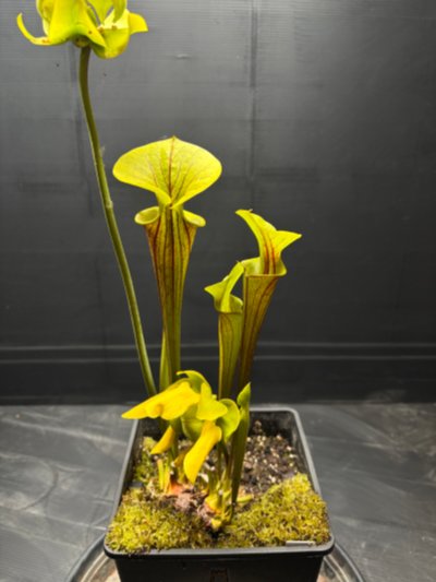 Plant photo