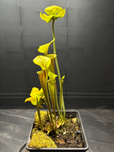 Plant photo