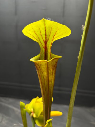 Photo de plante