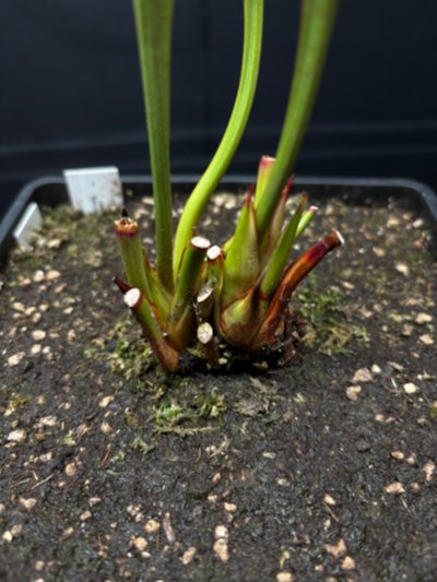 Photo de plante