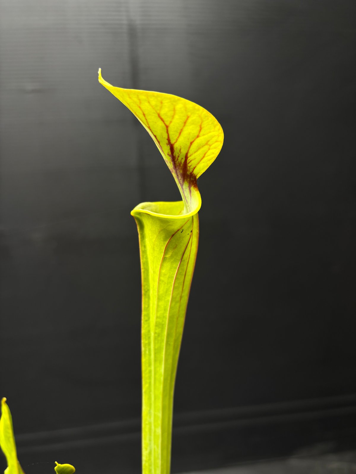 Contribution Image