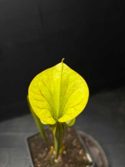 Photo de plante