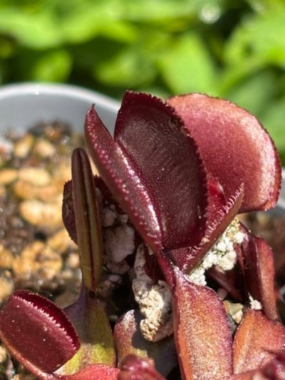 Photo de plante