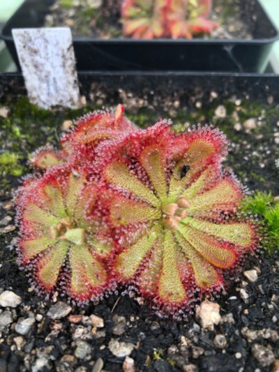 Photo de plante