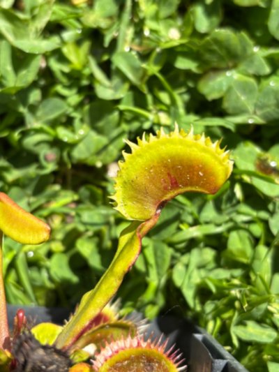 Plant photo