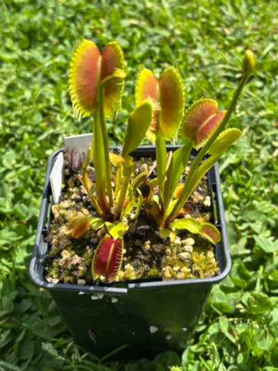 Dionaea muscipula "Spider"