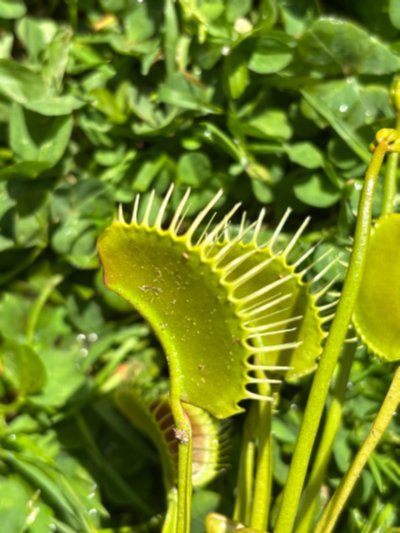 Photo de plante
