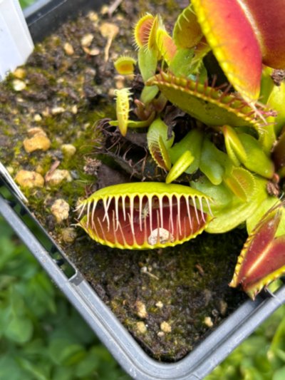 Dionaea muscipula 'B52'