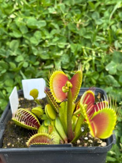 Dionaea muscipula 'B52'