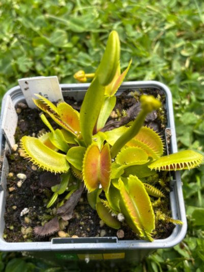 Dionaea muscipula "Shark Piranha"