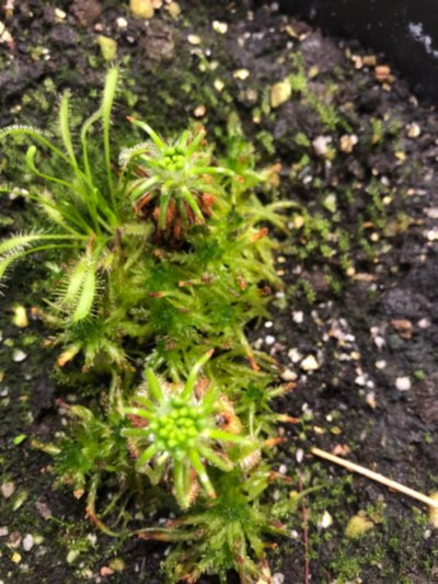 Drosera scorpioides