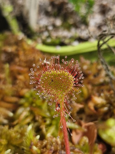 Photo de plante
