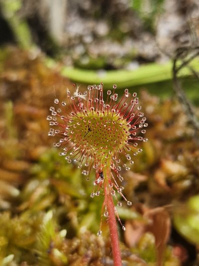 Plant photo