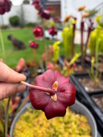 Photo de plante