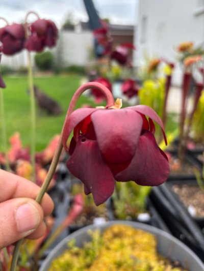 Plant photo