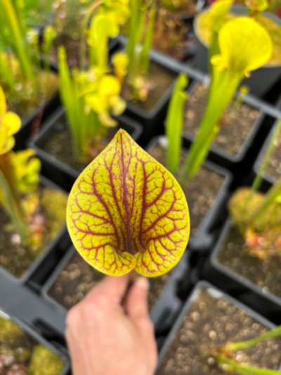 Plant photo