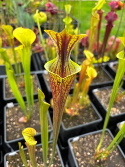 Sarracenia flava var. ornata