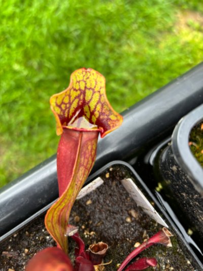 Plant photo
