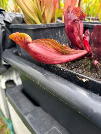 Photo de plante