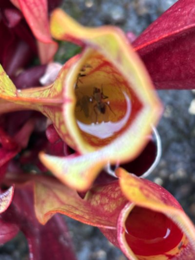 Photo de plante