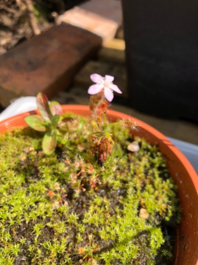 Drosera scorpioides