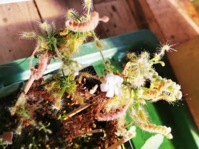 Photo de plante