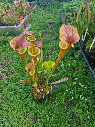 Sarracenia flava var. atropurpurea 'Waccamaw'