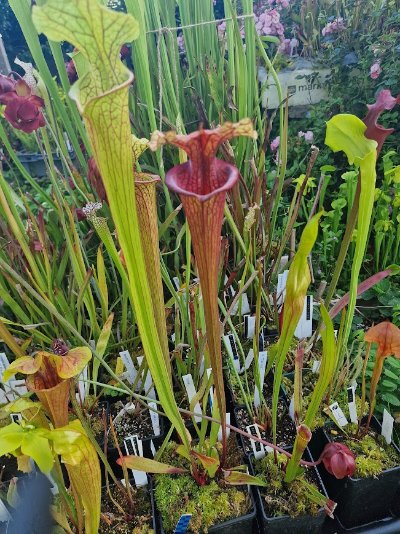 Sarracenia leucophylla 'Saurus'