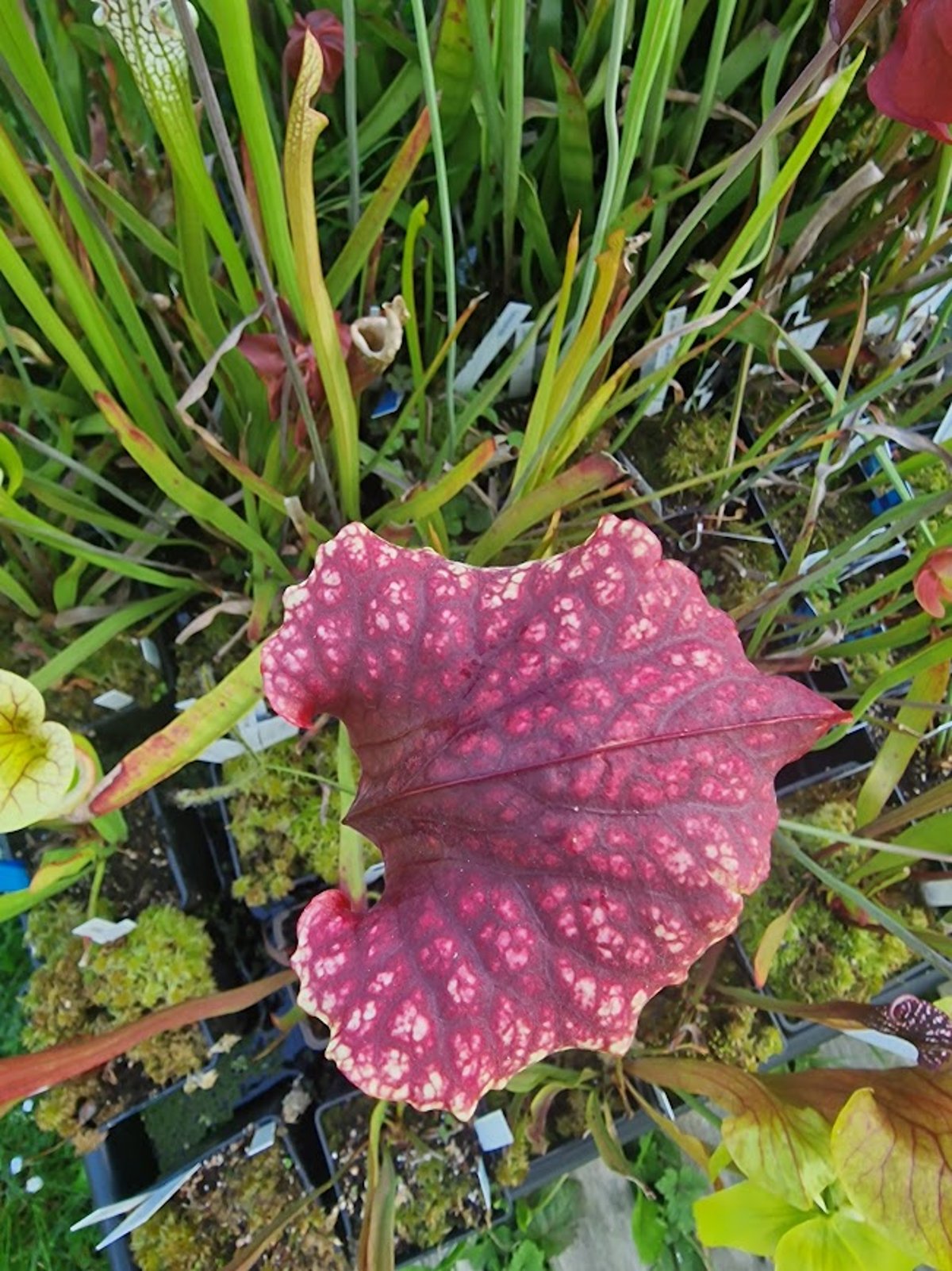 Contribution Image