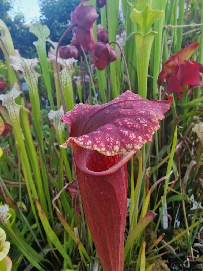 Sarracenia "Praetorian Guard"