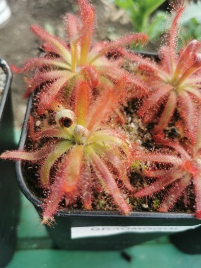 Plant photo