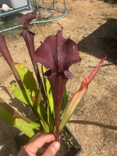 Sarracenia flava "Red form"