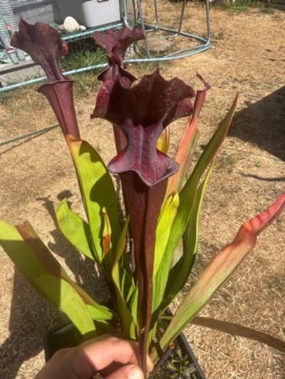 Photo de plante