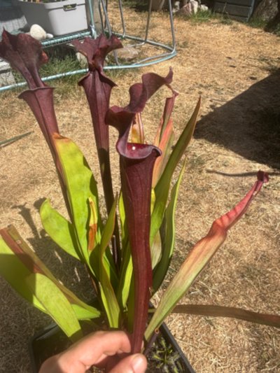Photo de plante