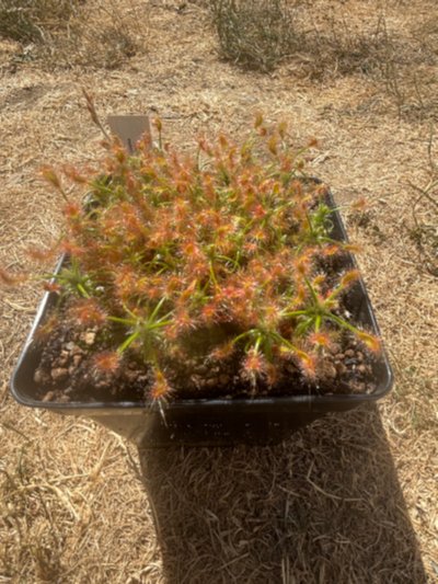 Plant photo