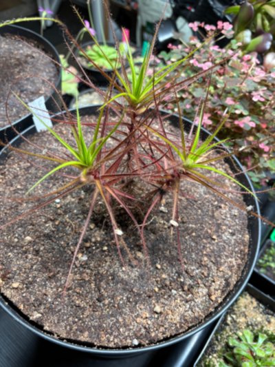 Photo de plante
