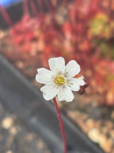Photo de plante